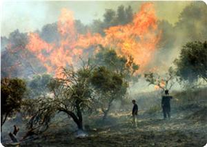 Burning Palestinian olive trees