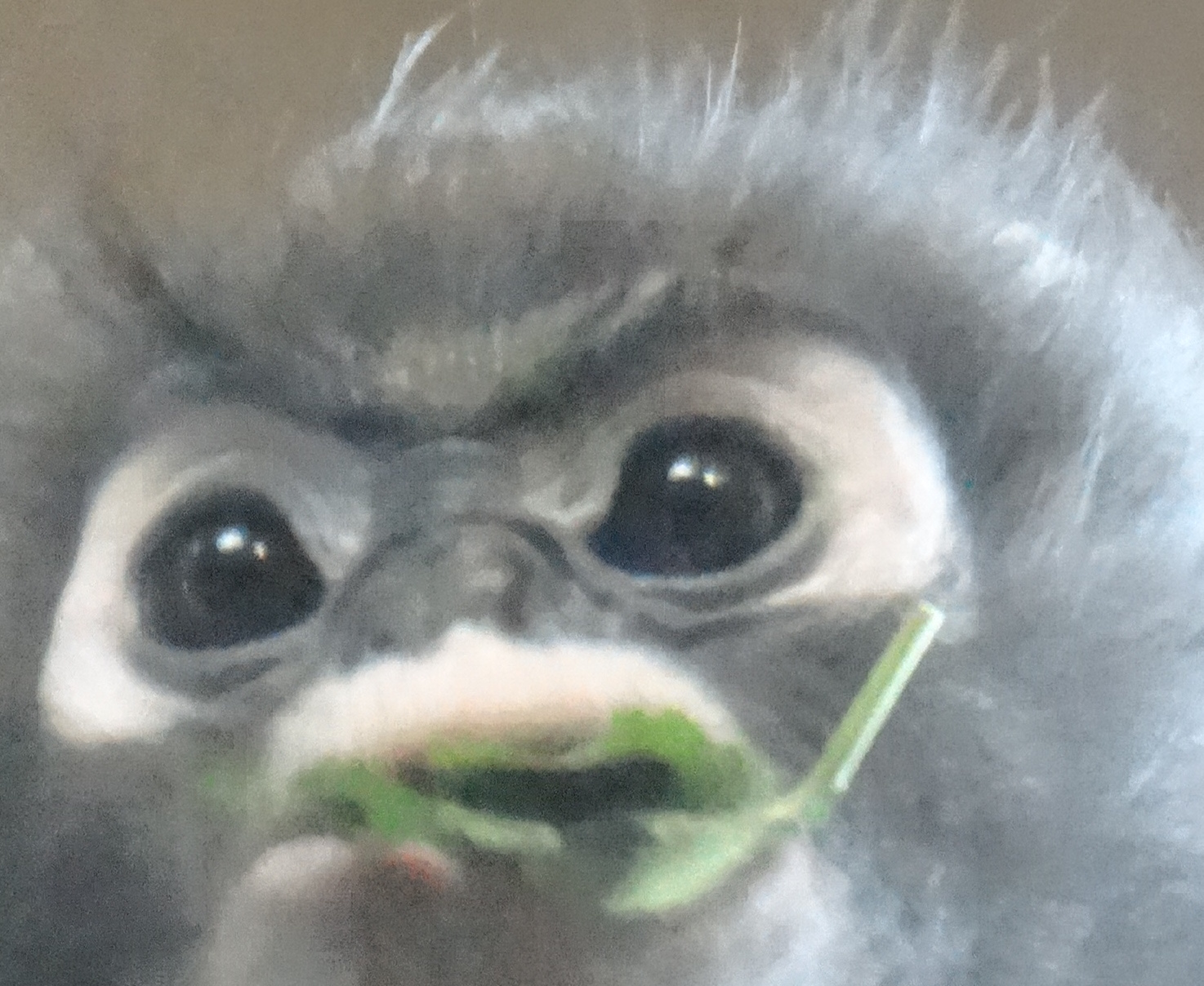 grainy monkey image